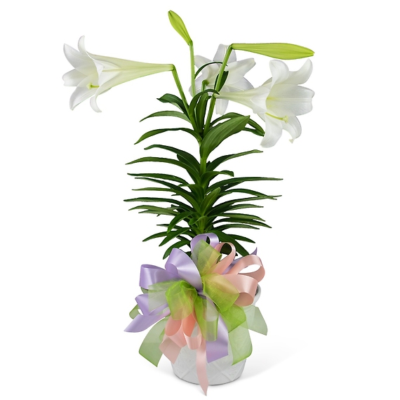 Easter Lily with Bow