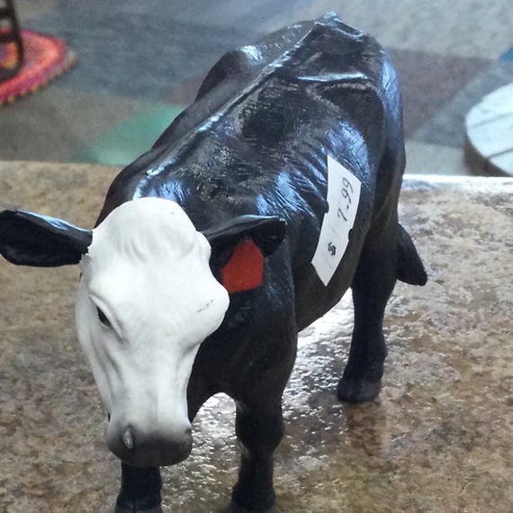 Black white head cow